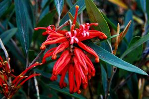 Grevillea victoriae